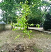 Ginkgo_start