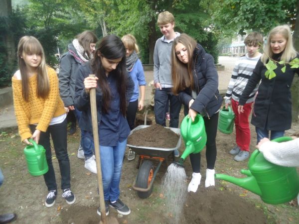 Pflanzaktion_Ginkgo
